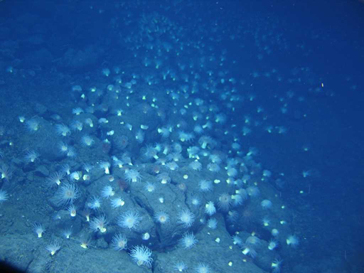 蛟龙,科考任务,热液流体,载人潜水器,作业性能 蛟龙,科考任务,热液流体,载人潜水器,作业性能